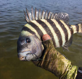 Sheepshead caught in shallow water.
