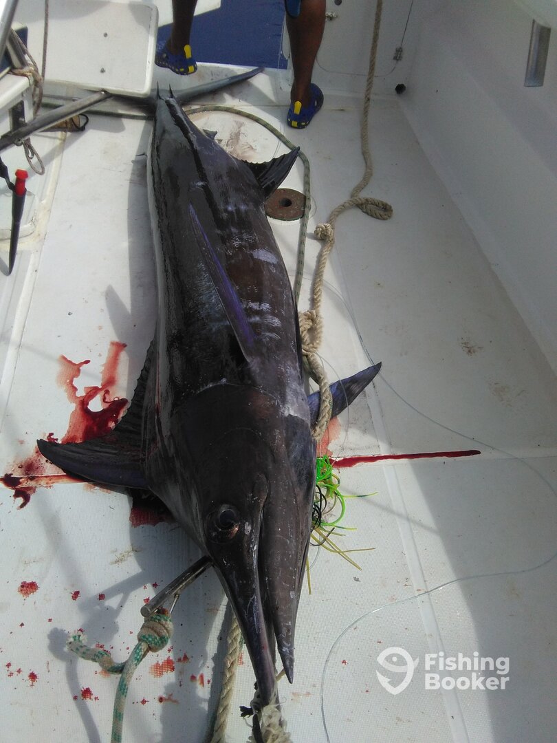 Le Morne Report Photo 0