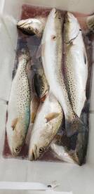 Spring trout in the Bay
