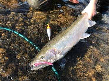 Sunny days and Winter steelhead 