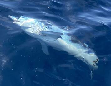 Family fun shark fishing