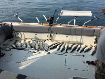 Over 40 Bites today