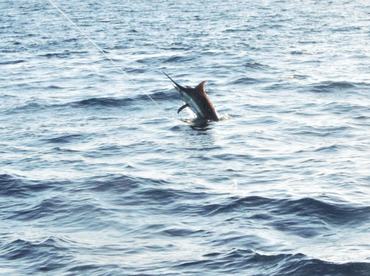 Playa Flamingo Report Photo 2