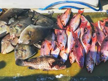 Los pargo rojo estan