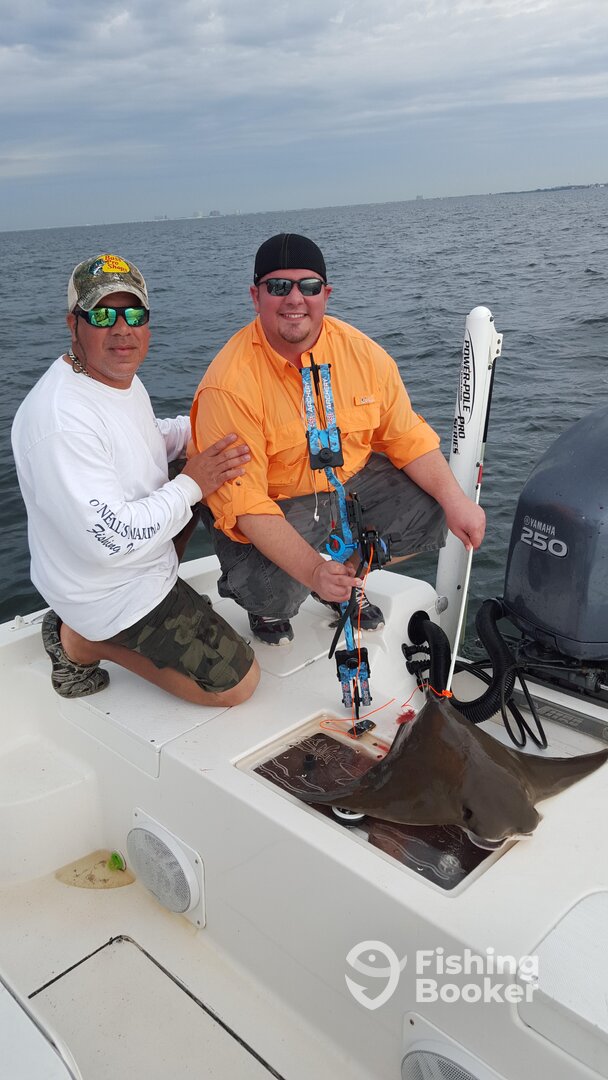 Cow nose ray