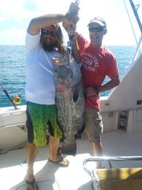 Black Grouper