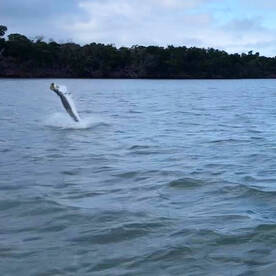 Marco Island Report Photo 2