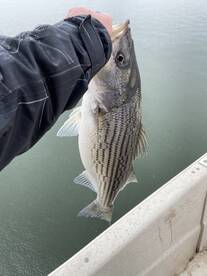 Cumming Report Photo 2