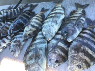 Port Canaveral Report Photo 1