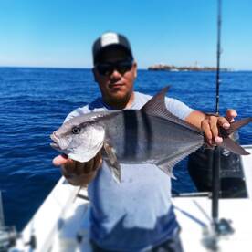 África pompano y amberjack 