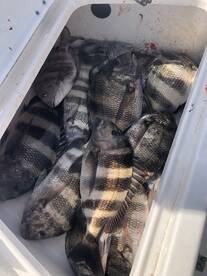 Sheepshead 