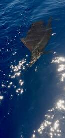 Playa Flamingo Report Photo 1