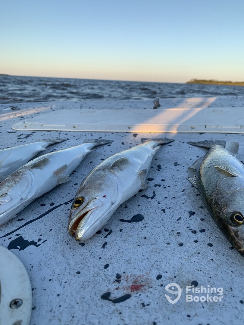 Cedar Key Report Photo 0