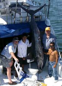 Manzanillo Report Photo 2