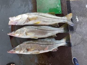 Fort Pierce Inlet and Inshore