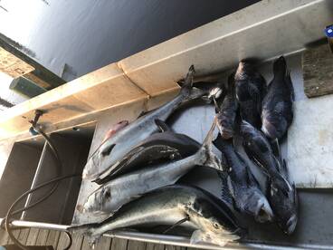 Midway Report Photo 2