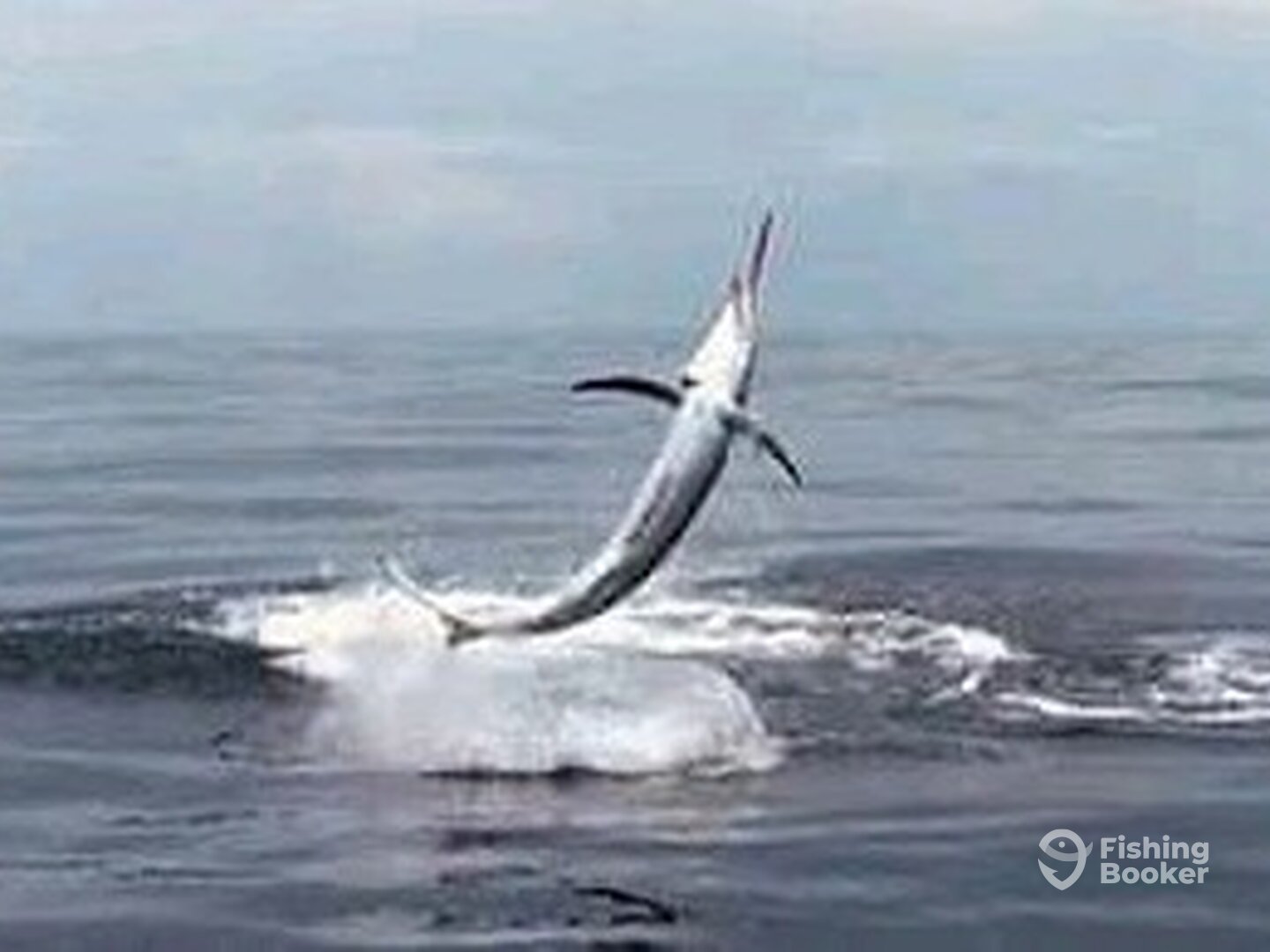 Manzanillo Report Photo 0