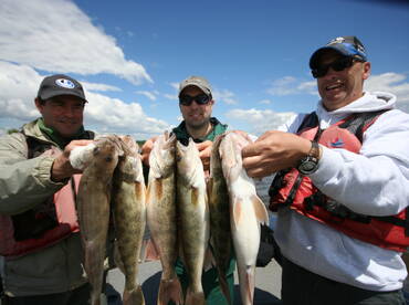 Spring Walleyes and Saugers