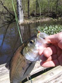 Chincoteague Report Photo 2