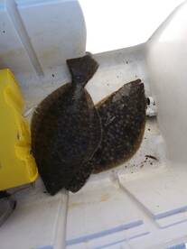 Chincoteague Report Photo 1