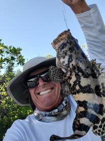 Lots of young Goliath Grouper