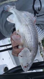 Little River Report Photo 1