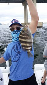 My sheepshead caught fishing