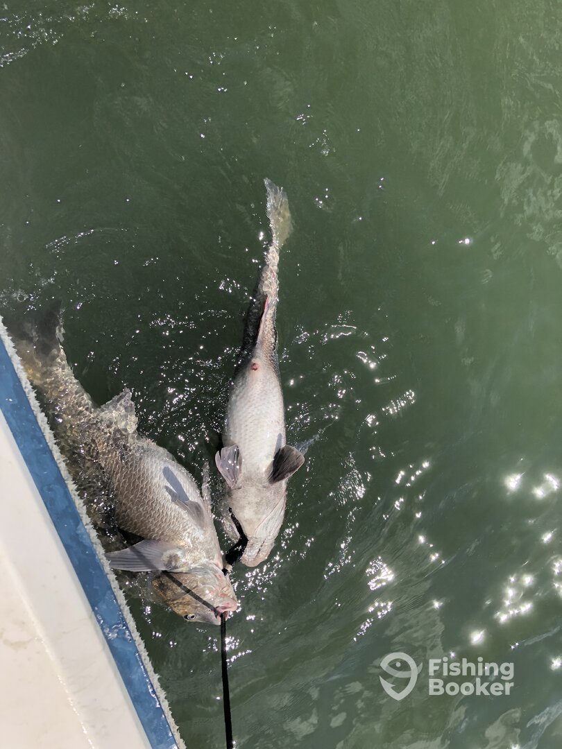 Cape Charles Report Photo 0