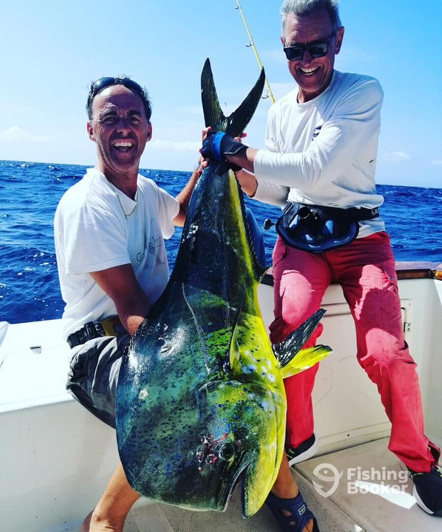 Dorado XL