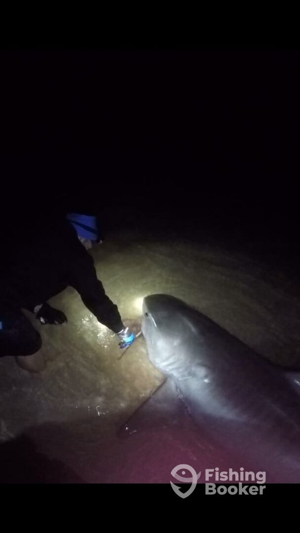 Tiger Shark