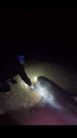 Tiger Shark