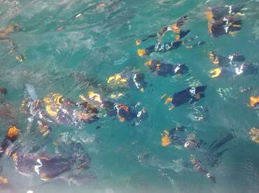 Snorkeling at national park
Los ARCOS