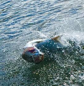 Inshore Fishing charter in San Juan