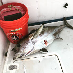 Tuna’s Grouper’s Snapper’s Mackerel’s! 