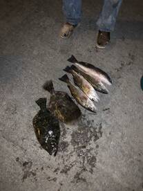 St. Helena Island Report Photo 2