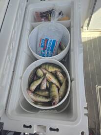 Perch fishing 