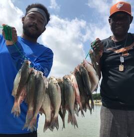 Grapevine Report Photo 2