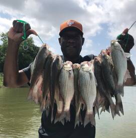 Grapevine Report Photo 1