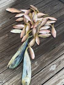 Mahi on the reef????