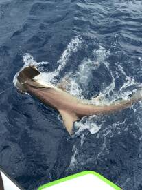 Dania Beach Report Photo 2