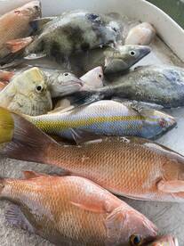 Windy day so we stayed in calm waters an