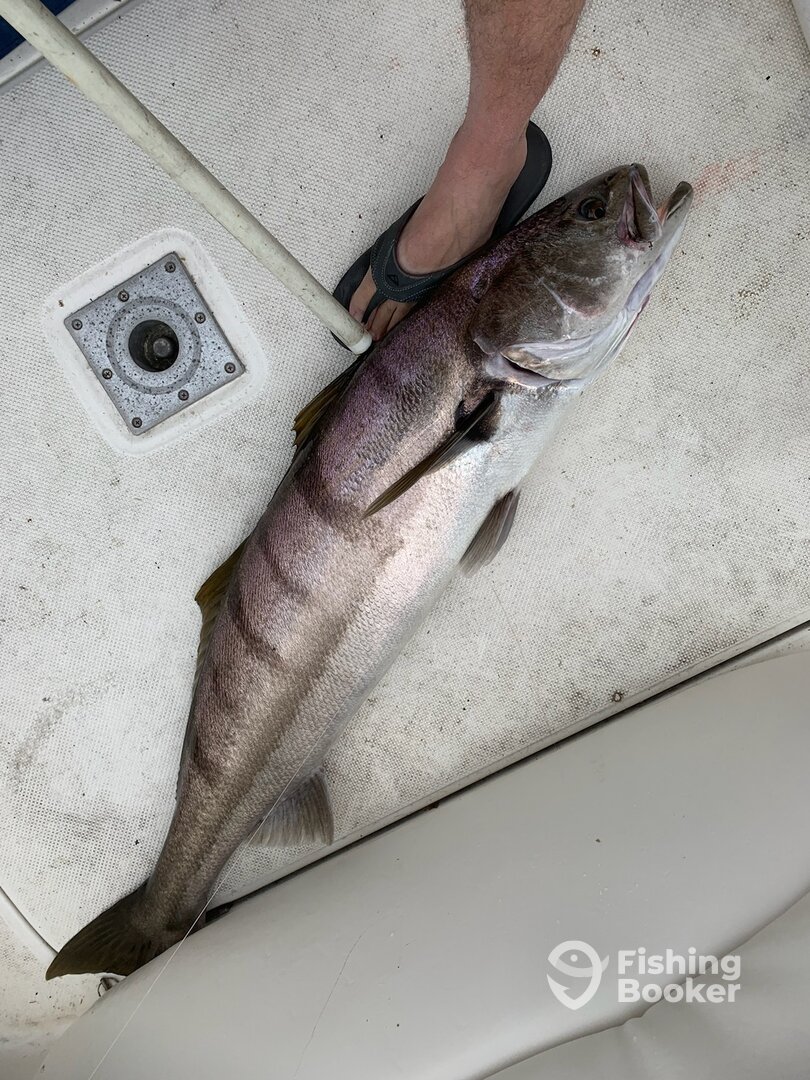Dana Point Report Photo 0