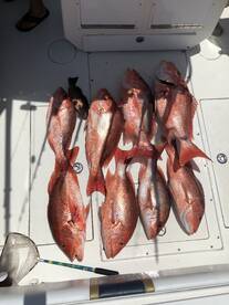 Gulf Shores Report Photo 2