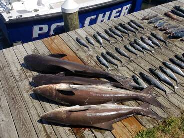 Nags Head Report Photo 1