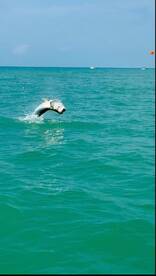 Tarpon and snook in full force