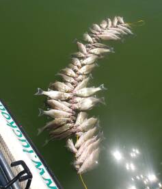 Lewisville Report Photo 1