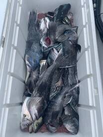 Dennis Report Photo 2