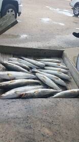 Lake Charles Report Photo 2