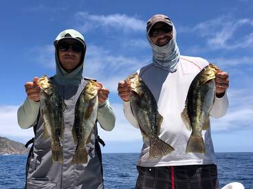 Catalina bass and Yellowtail!