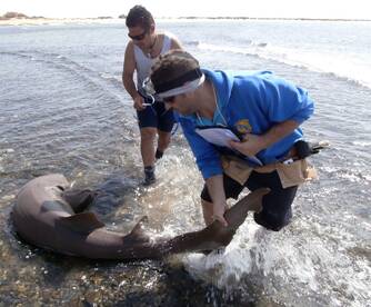 Shark Fishing Cape Verde 
